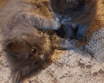 Кошки в Саратове: Котенок в добрые руки Мальчик, 50 руб. - фото 2