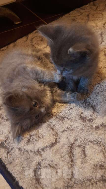 Кошки в Саратове: Котенок в добрые руки Мальчик, 50 руб. - фото 2