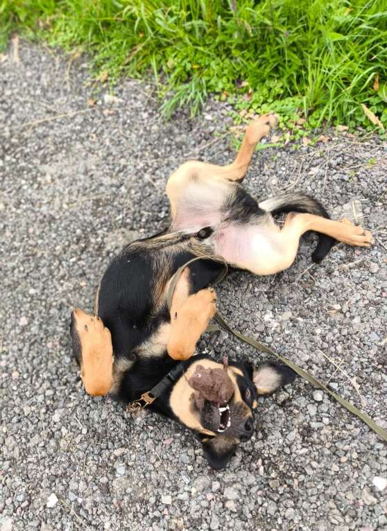 Собаки в Москве: Метис добермана. Щенок Декстер в добрые руки Мальчик, Бесплатно - фото 6