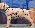 Собаки в Уфе: Щенки Далматина Мальчик, 30 000 руб. - фото 1
