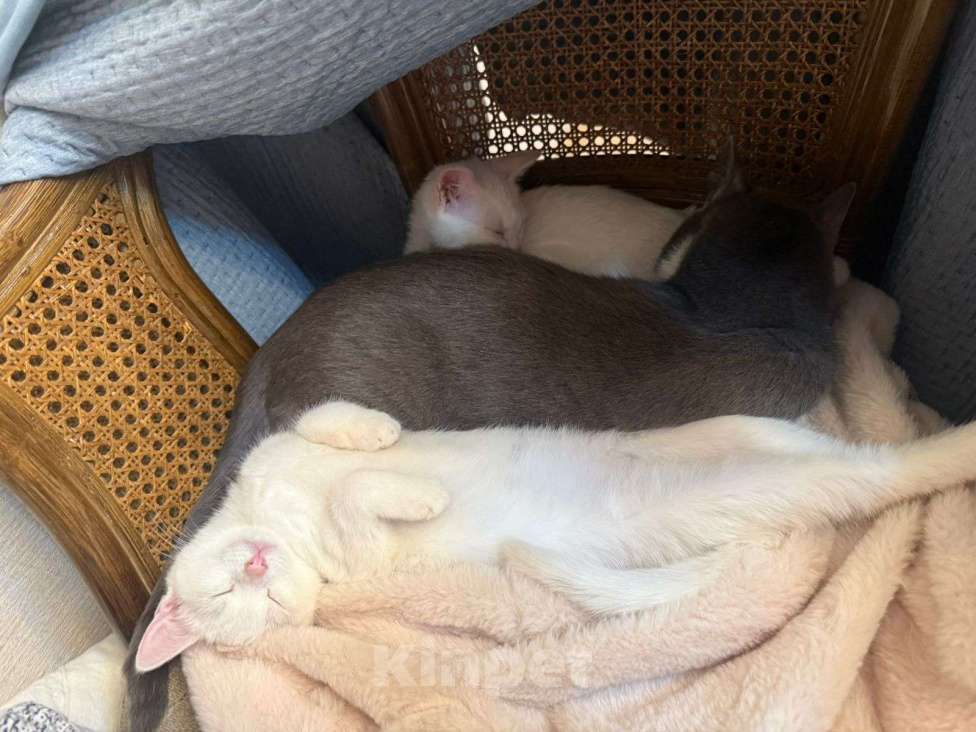 Кошки в Санкт-Петербурге: Ищем добрые руки трём беленьким котятам (двум мальчикам и одной девочке) Девочка, Бесплатно - фото 4