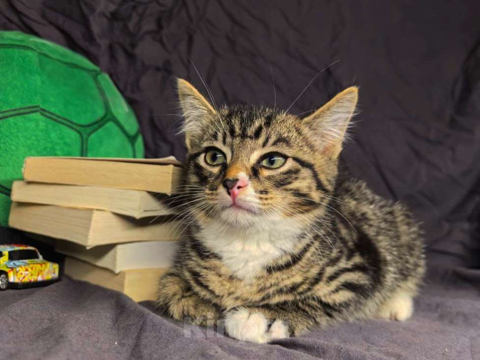 Кошки в Екатеринбурге: Котенок в добрые руки  Мальчик, Бесплатно - фото 5