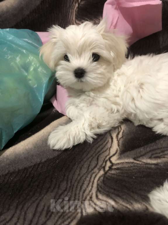 Собаки в Москве: Мафи Девочка, 60 000 руб. - фото 3