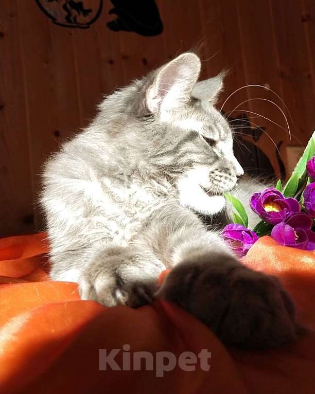 Кошки в Челябинске: КОТЕНОК МЕЙН-КУН ПОЛИДАКТ Мальчик, Бесплатно - фото 4