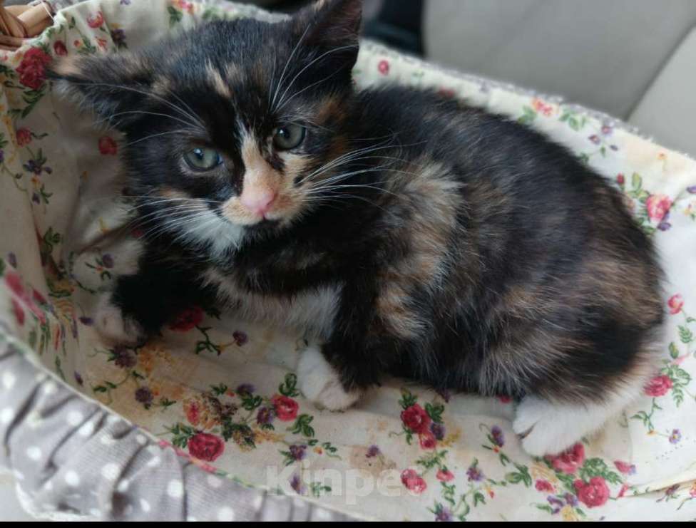 Кошки в Красногорске: Трёхцветка Кнопочка  Девочка, 50 руб. - фото 3