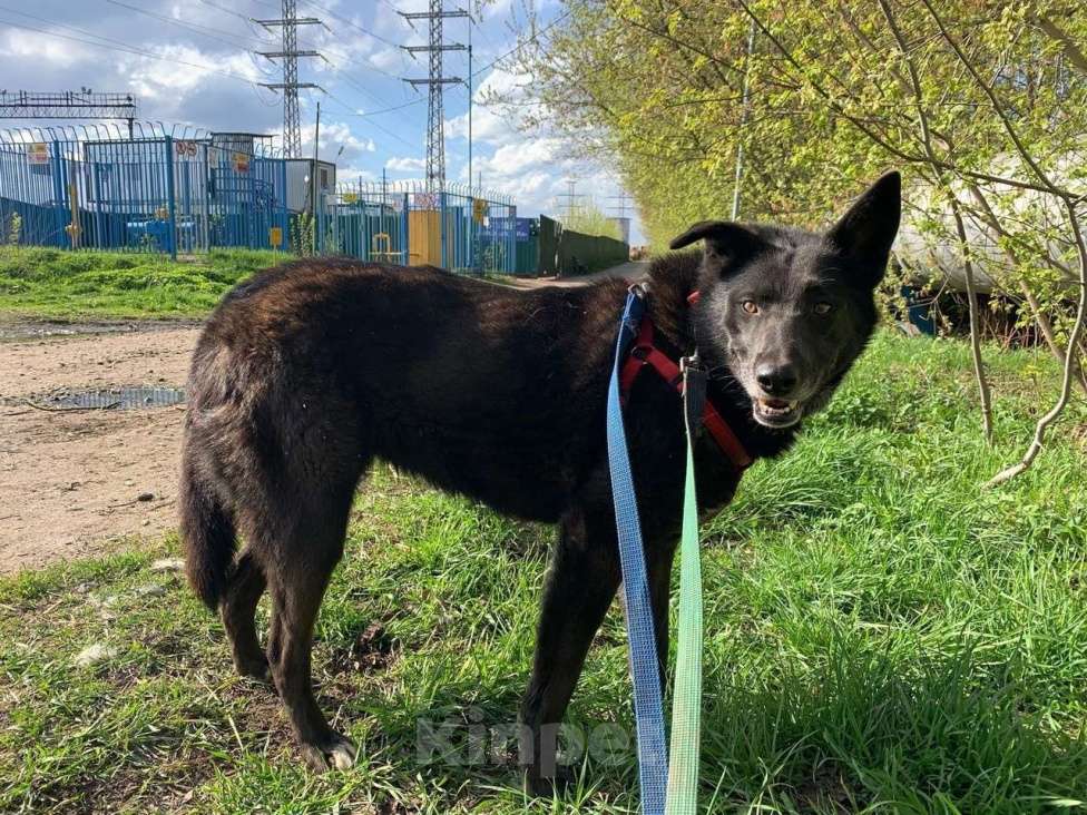Собаки в Москве: Колби Девочка, Бесплатно - фото 3