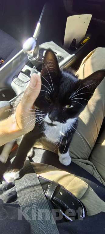 Кошки в Хабаровске: СРОЧНО Котенок в добрый руки Мальчик, Бесплатно - фото 3