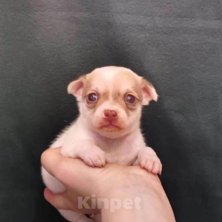 Собаки в Ростове-на-Дону: Микро крошки Чихуахуа Девочка, Бесплатно - фото 6