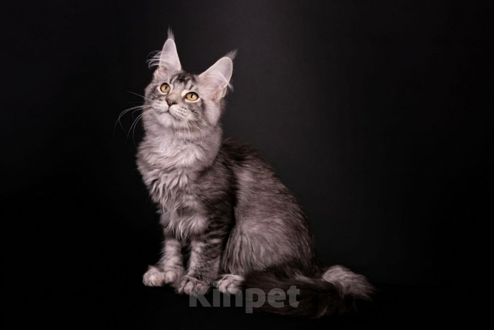 Кошки в Санкт-Петербурге: Котенок мейн-кун полидакт Мальчик, 40 000 руб. - фото 2