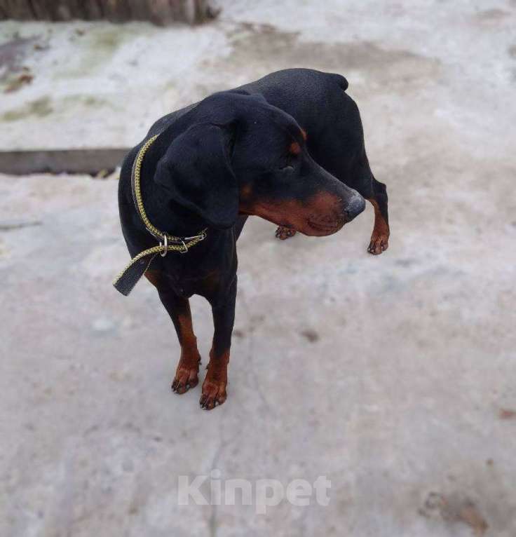 Собаки в других городах Воронежской области: Верный друг переживший утраты ищет дом 🏡❤️ Мальчик, Бесплатно - фото 2