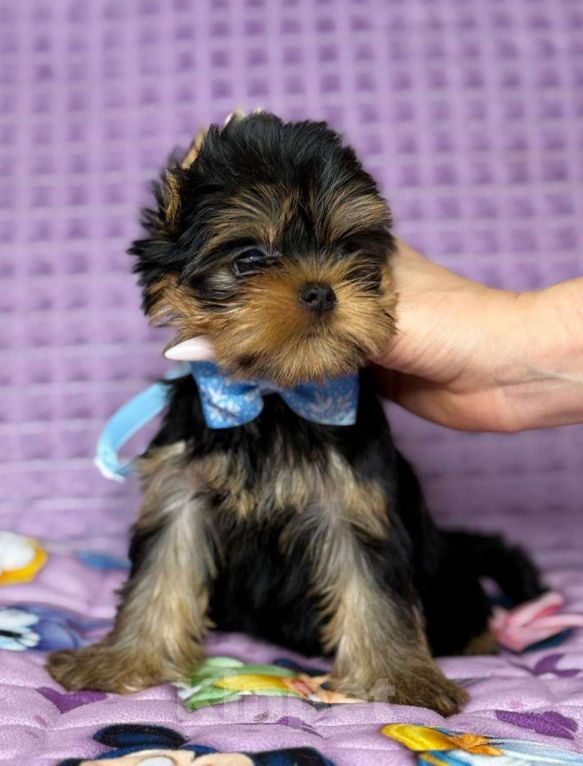 Собаки в Москве: Йоркширский терьер мальчик Мальчик, 65 000 руб. - фото 3