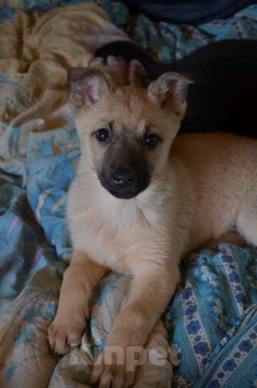 Собаки в Москве: Очаровательные, умные щенки в добрые руки Мальчик, 1 руб. - фото 6