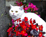 Кошки в Москве: Ласковая красавица Ума в добрые руки! Девочка, Бесплатно - фото 4