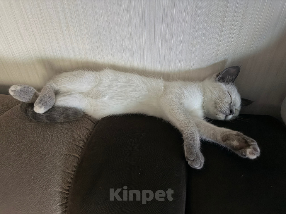 Кошки в Изобильном: Отдам в добрые руки срочно Девочка, Бесплатно - фото 2
