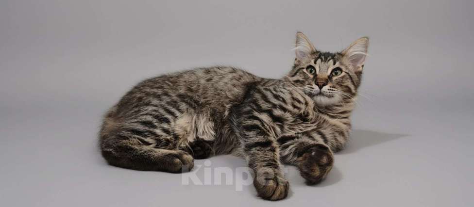 Кошки в Королеве: Котёнок Василий Мальчик, Бесплатно - фото 3