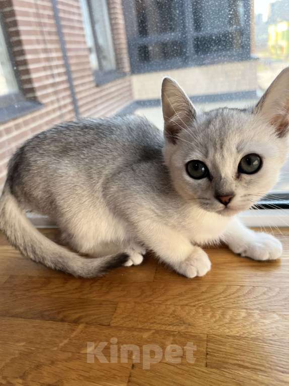 Кошки в других городах Ленинградской области: Котята бурмилла  Мальчик, 60 000 руб. - фото 4