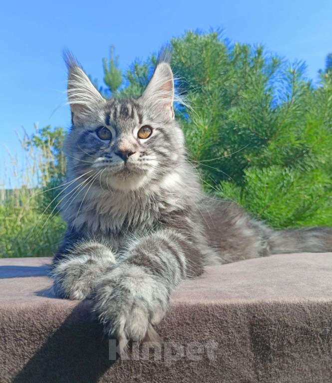 Кошки в Москве: Котенок породы мейн-кун  Мальчик, 90 000 руб. - фото 1