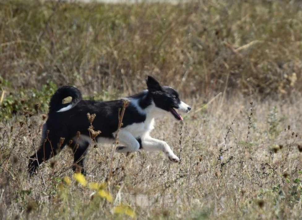 Собаки в Москве: Ненецкая оленегонная лайка, сука Агата. Девочка, 60 000 руб. - фото 7