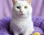 Кошки в Москве: Котик белый в добрые руки Мальчик, Бесплатно - фото 1