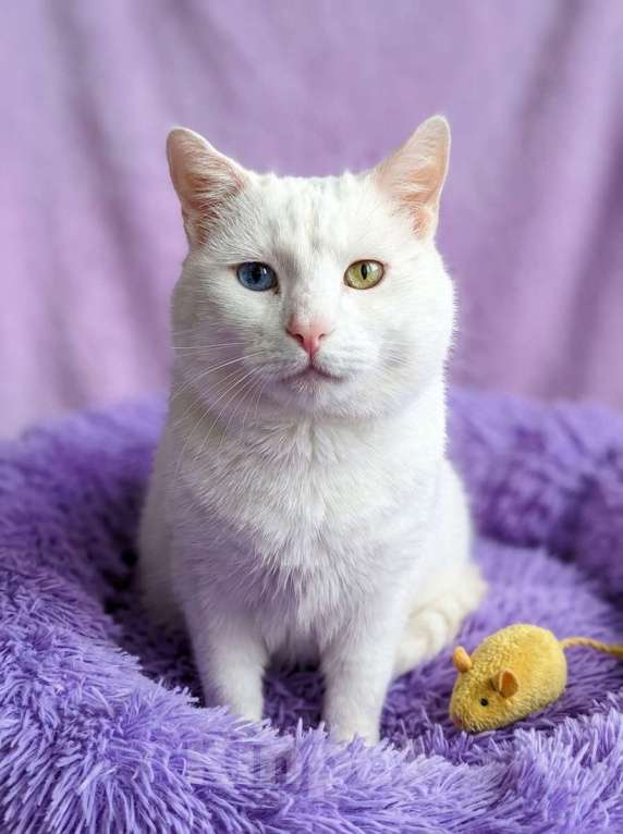 Кошки в Москве: Котик белый в добрые руки Мальчик, Бесплатно - фото 1