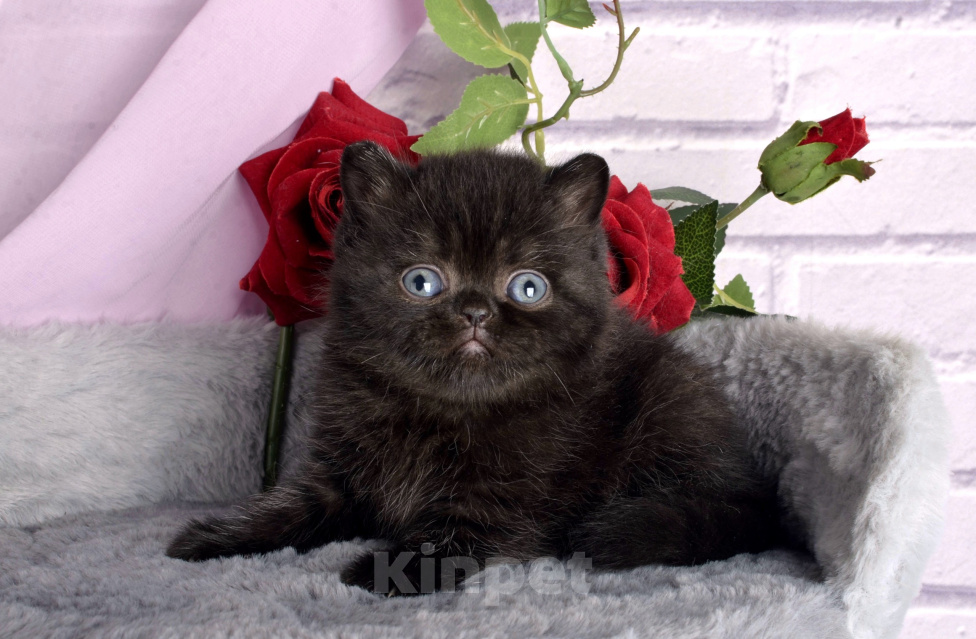 Кошки в Санкт-Петербурге: Британский черный котенок Девочка, 50 000 руб. - фото 5