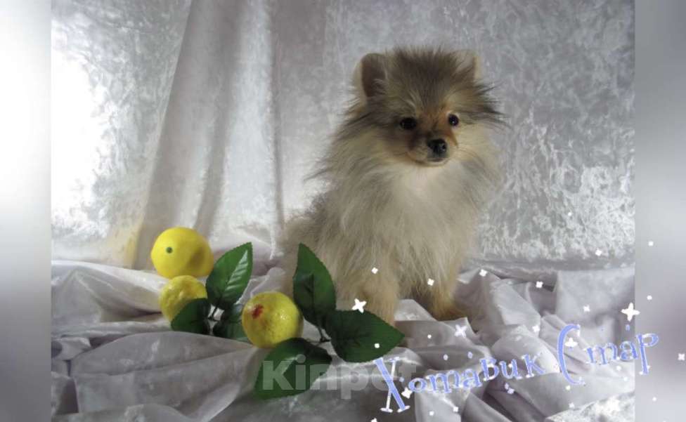 Собаки в Москве: Мальчик померанского шпица Мальчик, Бесплатно - фото 3