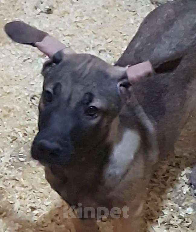 Собаки в Великом Новгороде: Ксолоитцкуинтли в шерсти Мальчик, 7 000 руб. - фото 2
