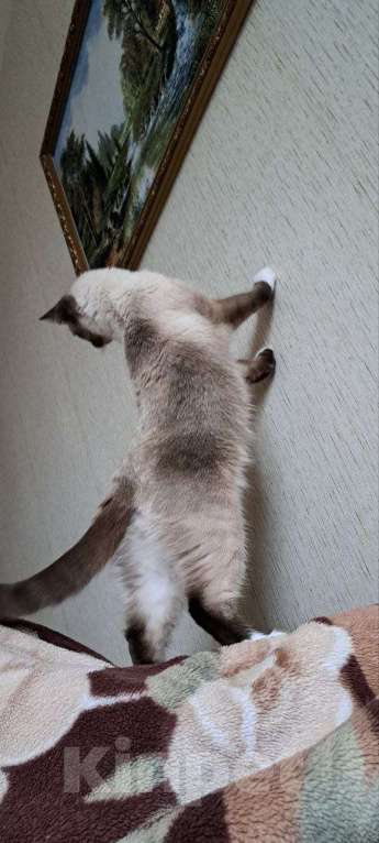 Кошки в Ярославле: Пропала Кошка Девочка, 5 000 руб. - фото 3