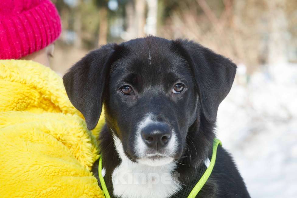 Собаки в Москве: Английский пойнтер щенок мальчик Мальчик, 22 руб. - фото 4
