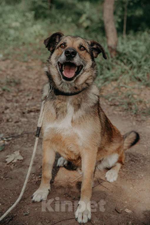 Собаки в Москве: Амулет Мальчик, Бесплатно - фото 10