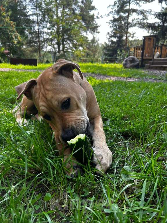 Собаки в Санкт-Петербурге: Отдам в добрые руки Мальчик, 5 руб. - фото 1