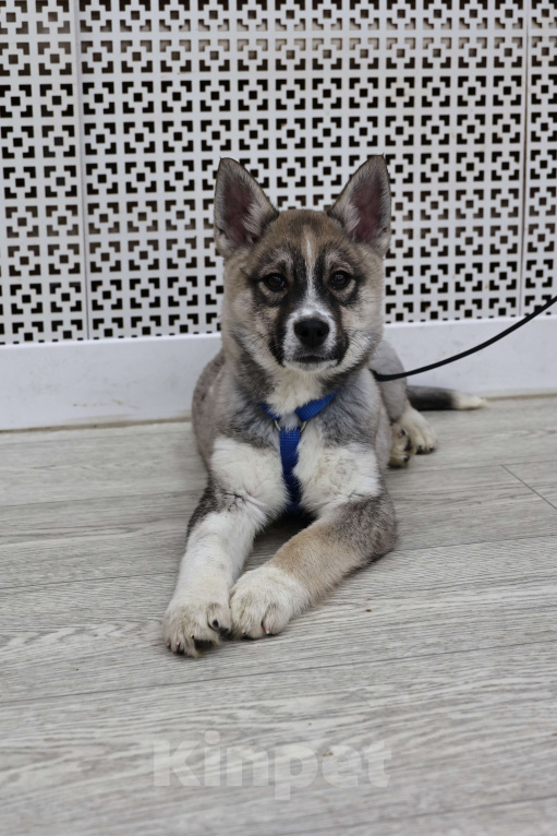 Собаки в Москве: Щенок бесплатно в Москве Девочка, Бесплатно - фото 8