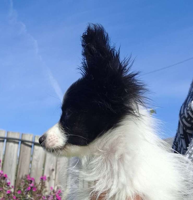 Собаки в Москве: Мальчик папийон  Мальчик, 60 000 руб. - фото 3