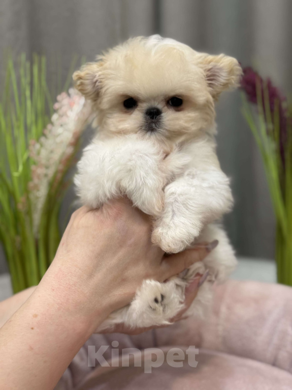 Собаки в Москве: Щенок Мальтипу Мальчик, 350 000 руб. - фото 4