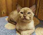 Кошки в Зеленограде: Котята европейской бурмы Мальчик, 40 000 руб. - фото 2