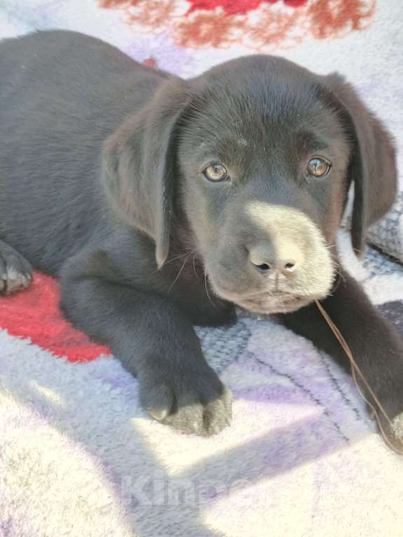 Собаки в Михайловке: Щенок лабрадора Мальчик, 10 000 руб. - фото 3