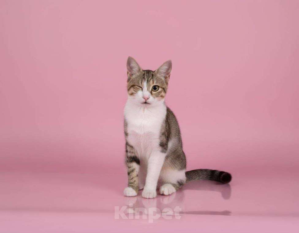 Кошки в Москве: котенок Кнопка ищет дом Девочка, Бесплатно - фото 6