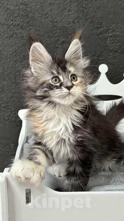 Кошки в Хабаровске: Барселона мейн кун Девочка, 150 000 руб. - фото 2