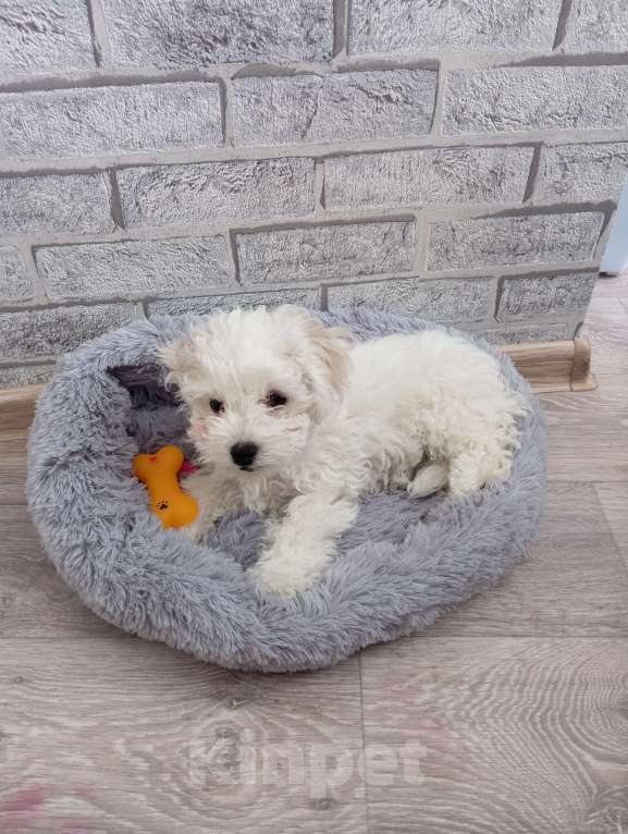 Собаки в других городах Алтая: Продажа Мальчик, 25 000 руб. - фото 4