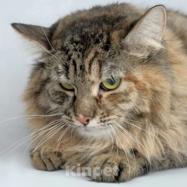 Кошки в Москве: Пушистая Нюта грустит в клеточке приюта Девочка, Бесплатно - фото 4