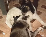 Собаки в Сергиеве Посаде: Юмина якутенок в добрые руки Девочка, Бесплатно - фото 4