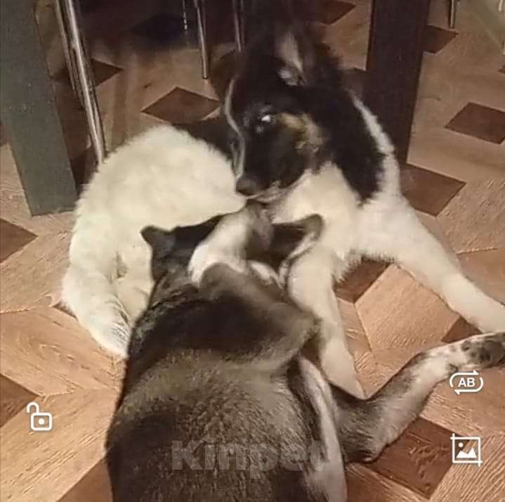 Собаки в Сергиеве Посаде: Юмина якутенок в добрые руки Девочка, Бесплатно - фото 4