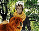 Собаки в Новосибирске: Вязка чау чау Мальчик, Бесплатно - фото 1