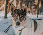 Собаки в Москве: Статный красавчик из приюта Солнцево ищет дом Мальчик, Бесплатно - фото 4