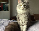 Кошки в Барнауле: Котенок Мейн-Кун Девочка, 20 000 руб. - фото 1
