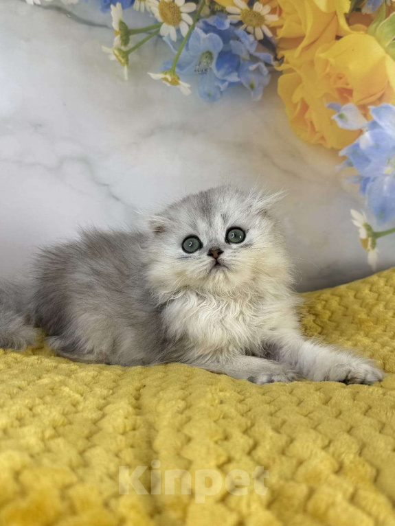 Кошки в Саранске: Серебристая шиншилла шотландский мальчик  Мальчик, 35 000 руб. - фото 1