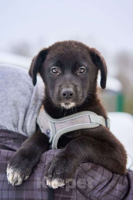 Собаки в Москве: щенок Руна в добрые руки Девочка, Бесплатно - фото 1