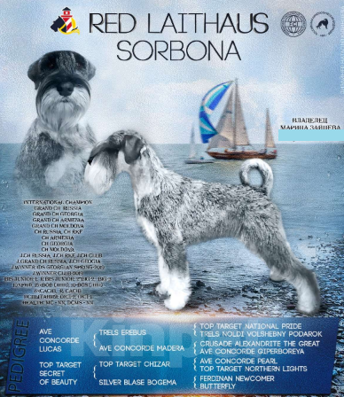 Собаки в Таганроге: Щенки шнауцера перец соль Мальчик, Бесплатно - фото 3