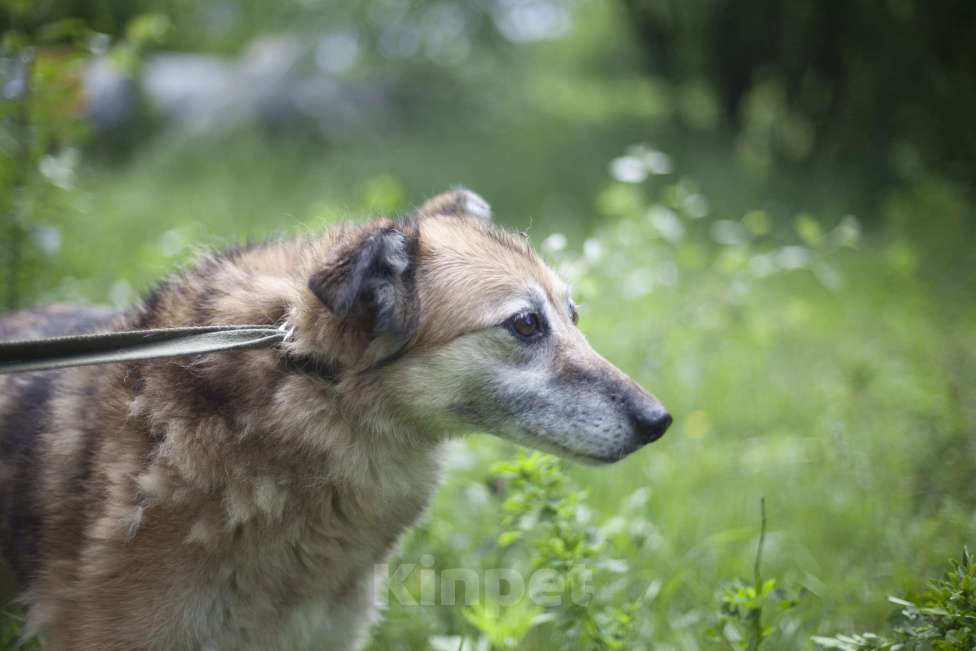 Собаки в Москве: Джуня Девочка, Бесплатно - фото 4