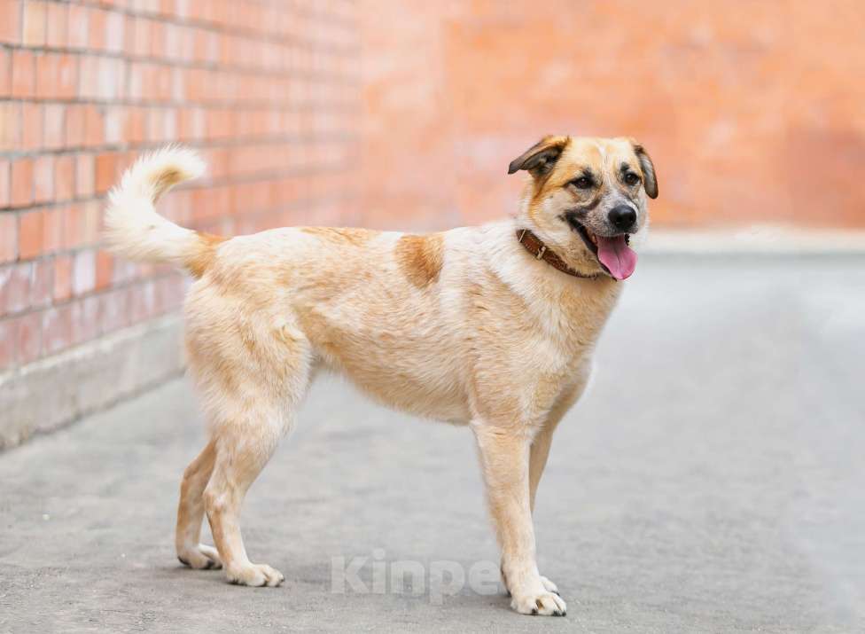 Собаки в Москве: Активная Барабулька ищет хозяев! Девочка, Бесплатно - фото 7